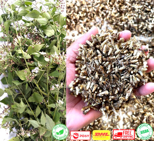 Mexican dream herb - mexican, calea