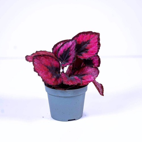 Begonia rex red heart 6cm - red,