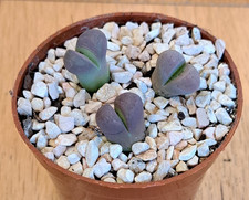 Lithops optica cv rubra 3