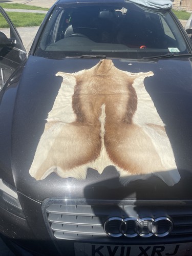 Animal skin rug - rug., or
