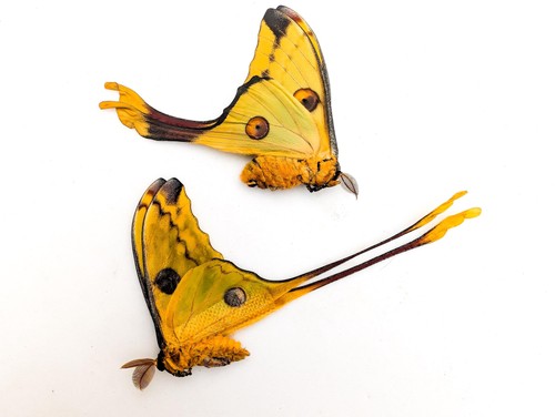 Argema mitrei pair comet - argema,