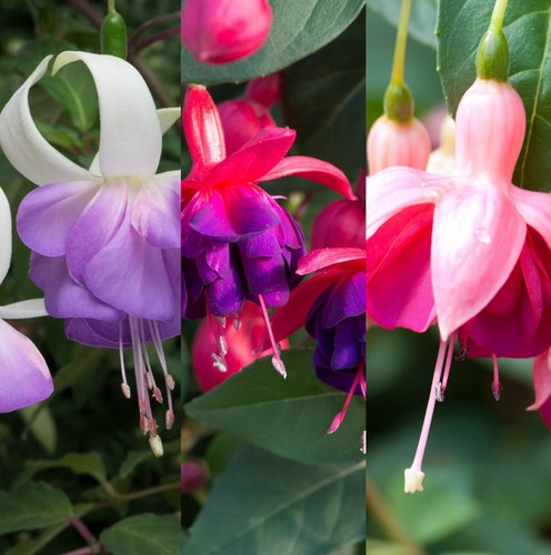 Hardy fuchsia mixed - x,