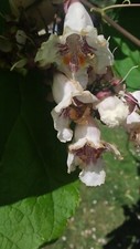 CATALPA BIGNONIOIDES -1 plant.