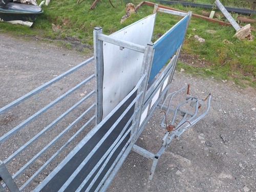 Harrington sheep handling - sheep,