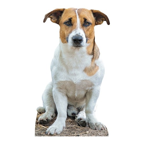 Jack russell terrier royal - jack,