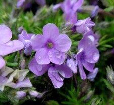 Phlox Douglasii mixed colours- 9cm pot pink white or blue