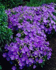 500 - SEEDS CAMPANULA