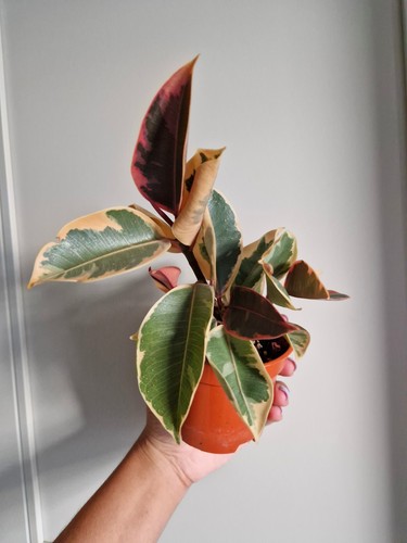 Ficus elastica belize rubber - elastica,