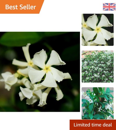Elegant star jasmine - elegant,