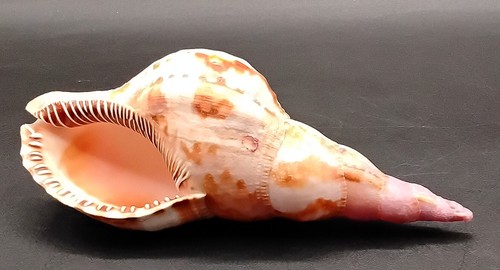Seashell triton trumpet - seashell, triton's
