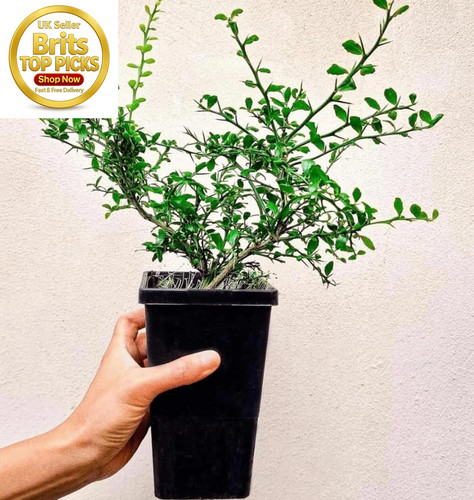 Citrus australasica tree - australasica,
