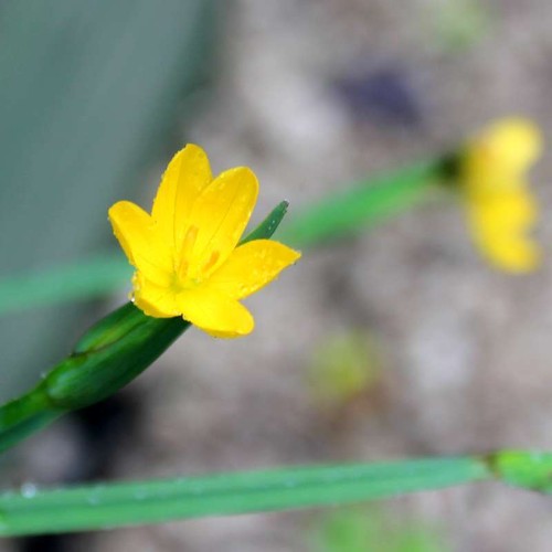 Sisyrinchium blue eyed - sisyrinchium, 'blue-eyed