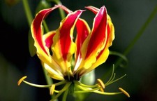 Flame Lily - Fire Lily - Gloriosa superba - 5+ Seeds - Samen - Z 116