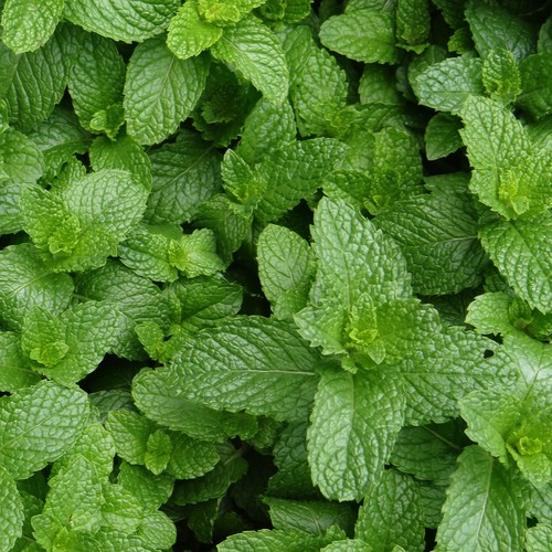 Mint english lamb - mint,