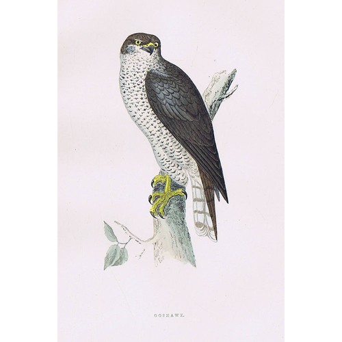 Birds goshawk hand - goshawk,