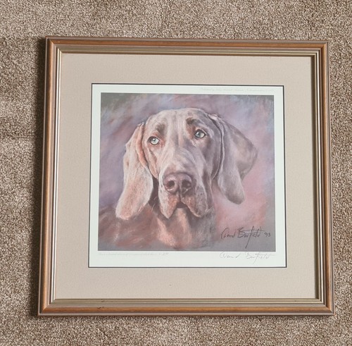 Weimaraner picture limited - picture,