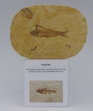 Fossil Knightia Fish Eocene