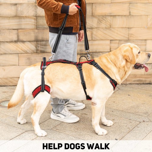 Mobility dog lift - mobility, harness