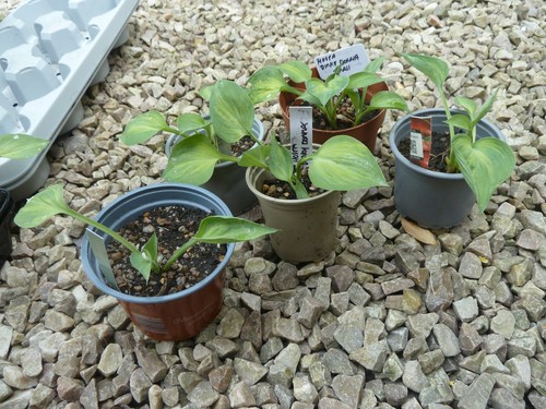 Small hosta dinky donna - donna, ex