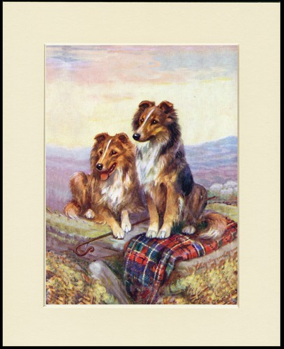 Shetland sheepdog sheltie - shetland,
