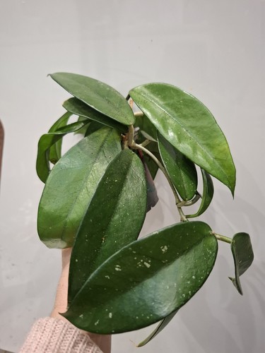 Hoya carnosa wax - hoya,