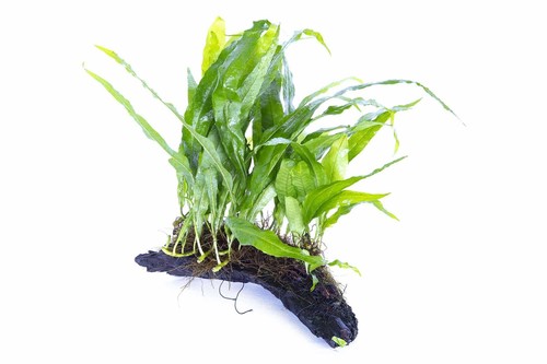 Java fern small - fern,