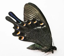 Papered/Unset/Unmounted/Folded Real butterfly, Alpine black swallowtail, Papilio