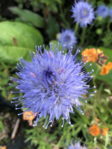Jasione blue light - jasione, light,