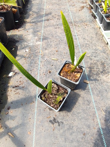 Trachycarpus ukhrulensis 9 - -,