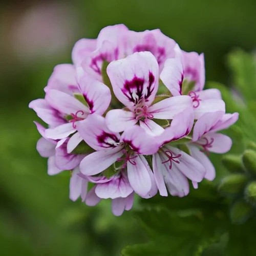 Scented pelargonium rose - rose, large