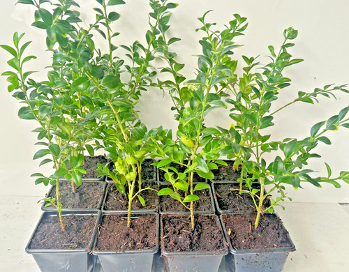 Buxus sempervirens cm - 7,