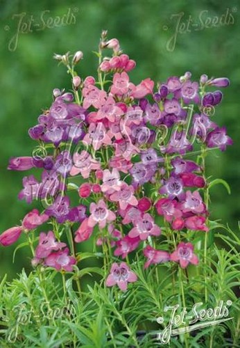 Penstemon sunburst mixed - 6,