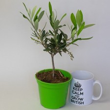 Olive Tree in 12cm Nursery Pot