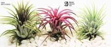 Air plants - Ionantha 3 x