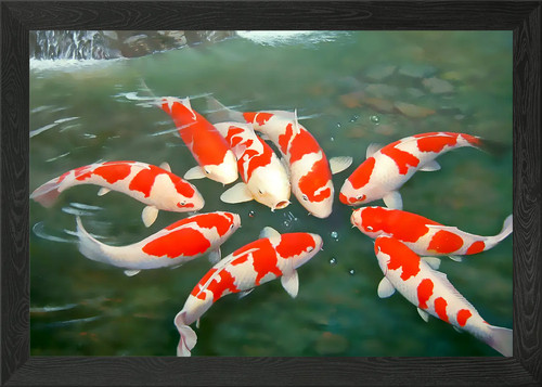 Koi fish pond - pond, framed