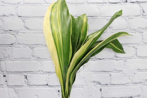 Fresh natural aspidistra - natural,