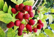 Zanthoxylum piperitum, SECHUAN