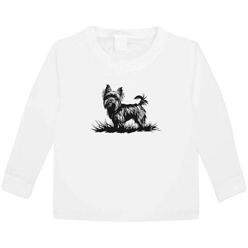 Yorkshire terrier grass - terrier, on