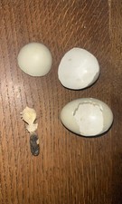 Taxidermy / Oddities Mallard