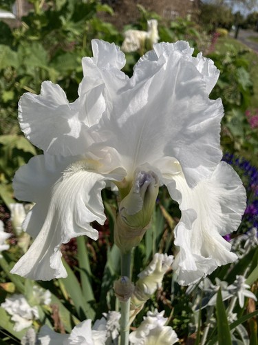Three mixed bearded - three, iris