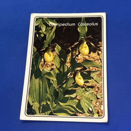 Cypripedium calceolus color - cypripedium,