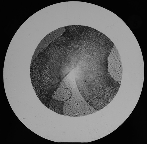 Great water beetle tracheal - great,