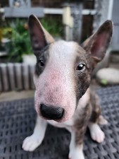 Bull Terrier Brindle Realistic