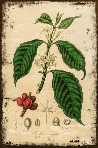 Coffee arabica plant - coffee,