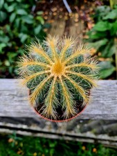 CLEARANCE: Notocactus
