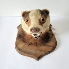 Vintage Taxidermy Badger Head on Shield Shaped Wooden Plaque