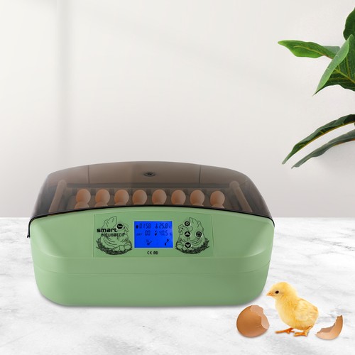 Eggs incubator temperature - incubator,