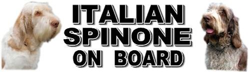 Italian spinone board car - italian, on
