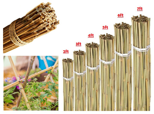 Bamboo garden canes 2ft 6ft - canes, 2ft–6ft