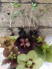 Hellebore Seedlings X4